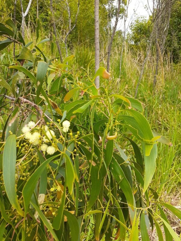 Acacia falcata (AN) - Sickle leaf wattle