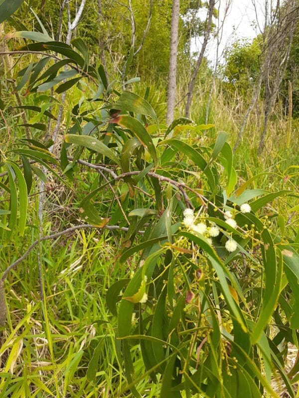 Acacia falcata (AN) - Sickle leaf wattle - Image 2