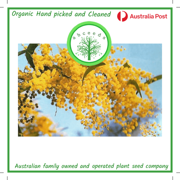 Acacia macradenia - Zig Zag Wattle (AN)