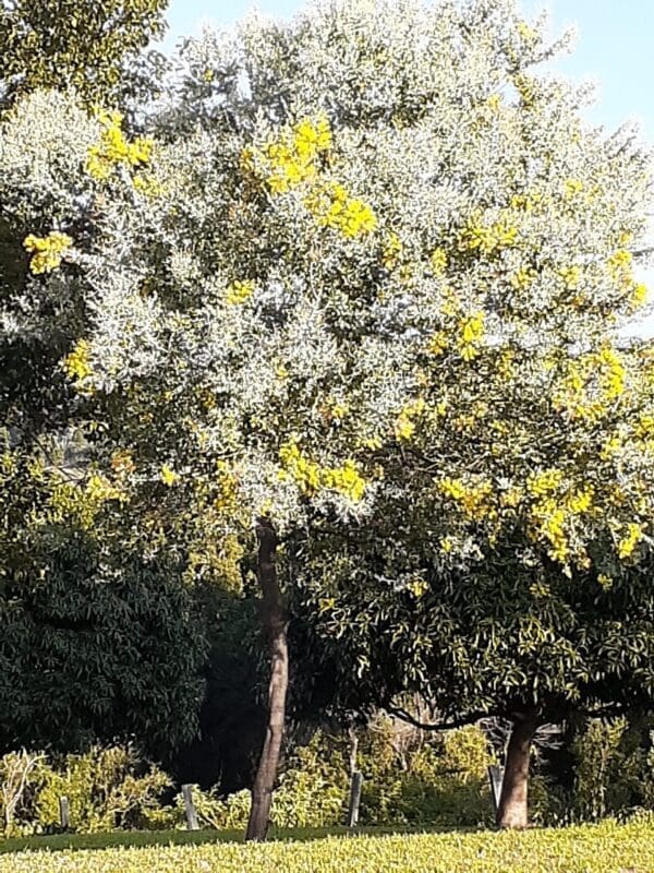 Acacia Podalyriifolia - Qld Silver Wattle (AN)