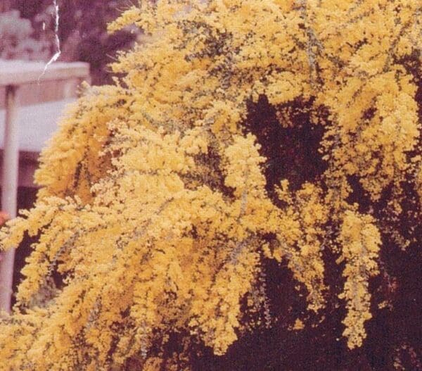 Acacia Podalyriifolia - Qld Silver Wattle (AN) - Image 2