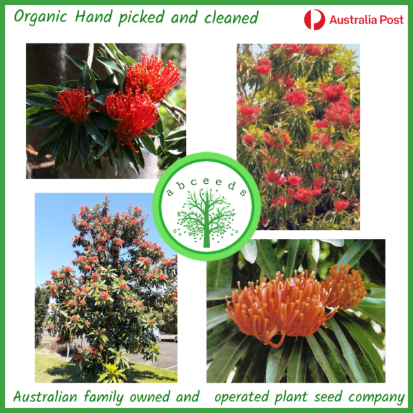 Alloxylon Flammeum - Tree Waratah (AN)