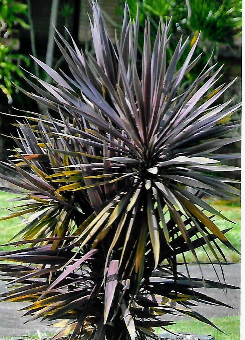 Cordyline Australis Flower Best Flower Wallpaper