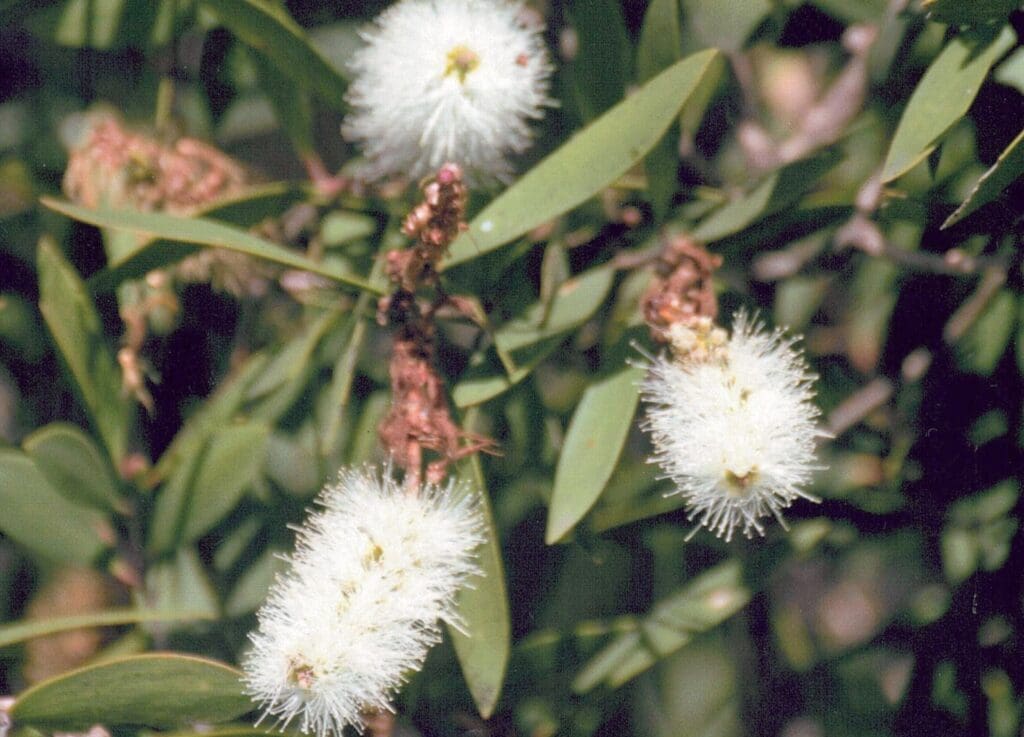 Melaleuca viridiflora - white flowers (AN) - ABCeeds