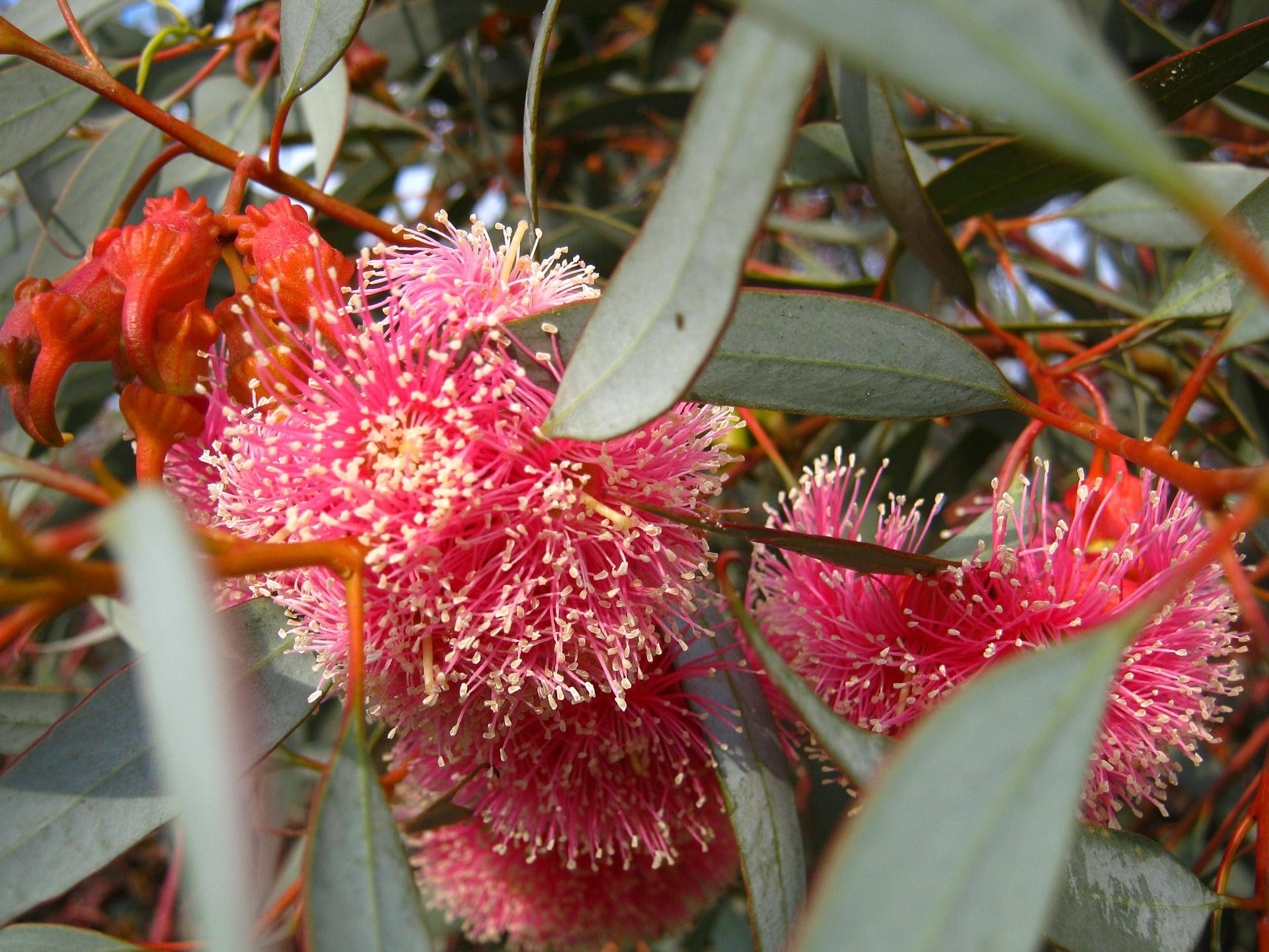 Corymbia Ficifolia cv Pink - Eucalyptus/Gum Tree (pink form) (AN)