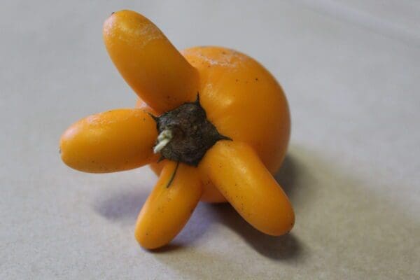 Solanum mammosum - Nipple fruit (ornamental) - Image 3