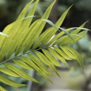 Chamaedorea costaricana - Pacaya, Bamboo palm (PM)